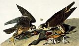 John James Audubon Canvas Paintings - Peregrine Falcon